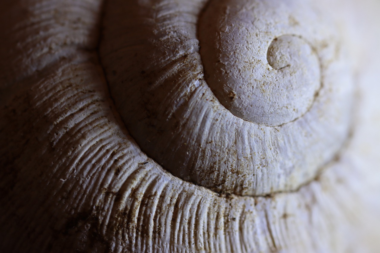 shell, spiral, closeup-4910357.jpg